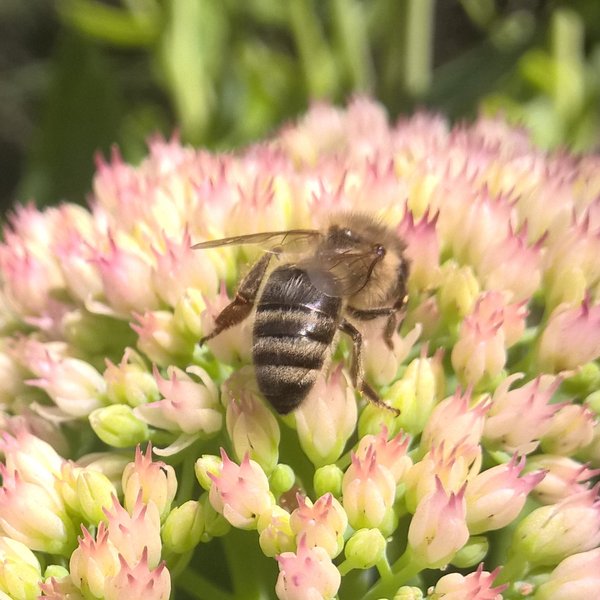 sedum.jpg