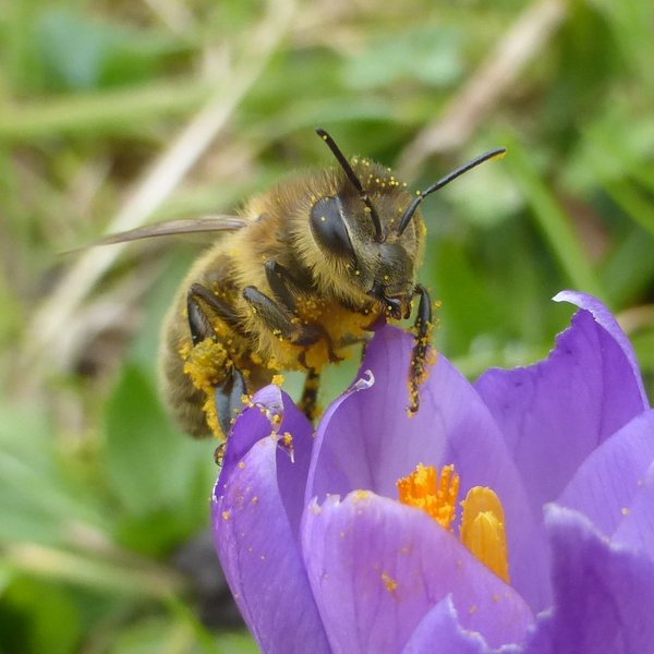 Crocus_2017.JPG