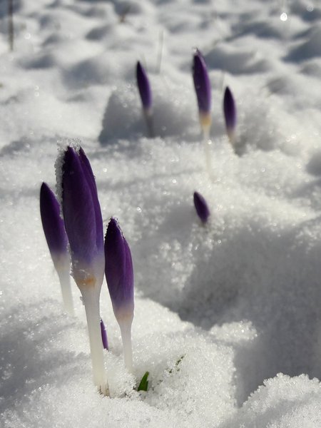 crocus2018.jpg