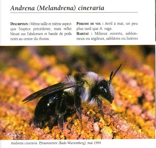 Andrena cineraria001.jpg